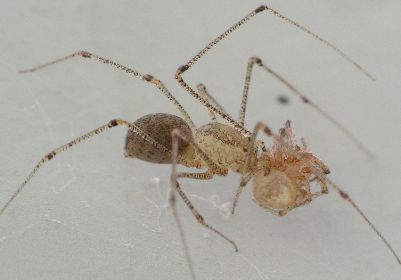 Scytodes species with prey