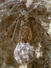 Scytodes species with eggs