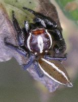 Thiodina puerpera male