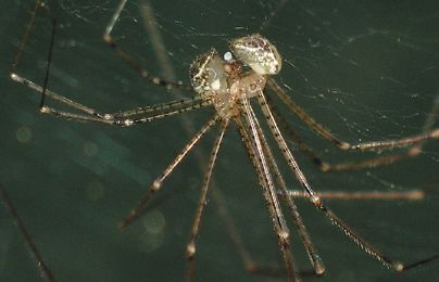 unidentified cellar spiders mating
