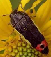 Acmaeodera flavomarginata