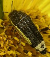 Acmaeodera flavomarginata