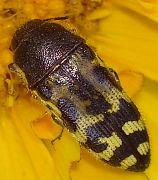 Acmaeodera mixta