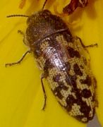 Acmaeodera mixta