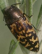 Acmaeodera mixta