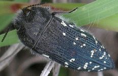 Acmaeodera ornatoides