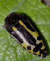 Acmaeodera scalaris