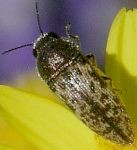 Acmaeodera species