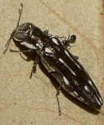 Agrilus limpiae