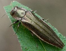 Agrilus macer