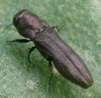 Agrilus species