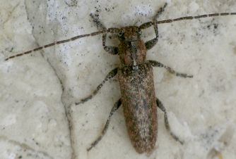 Ataxia crypta