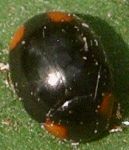 Brachiacantha quadrillum