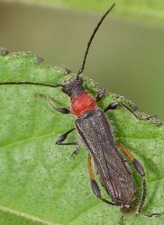 Callimoxys sanguinicollis