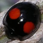 Chilocorus stigma