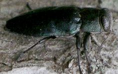 Chrysobothris analis