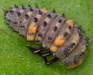 Coccinella septempunctata larva ready to molt