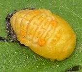 Coccinella septempunctata pupa freshly molted