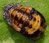 Coccinella septempunctata pupa