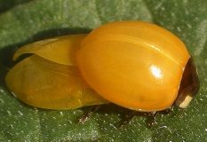 Coccinella septempunctata freshly molted