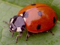 Coccinella septempunctata