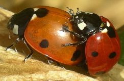 Coccinella septempunctata mating