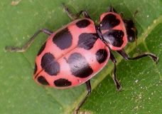 Coleomegilla maculata female