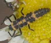 Cycloneda sanguinea larva