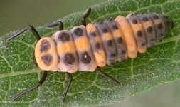 Cycloneda sanguinea larva final instar