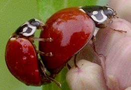 Cycloneda sanguinea mating