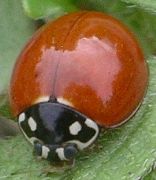 Cycloneda sanguinea female