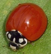 Cycloneda sanguinea male