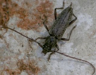 Elaphidion linsleyi