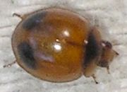 Exochomus childreni