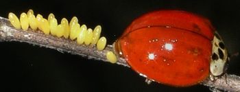 Harmonia axyridis ovipositing