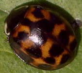 Harmonia axyridis