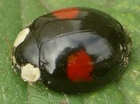 Harmonia axyridis