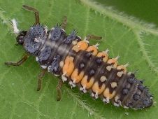 Harmonia axyridis larva final instar