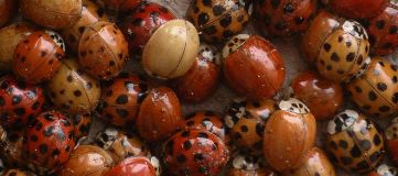 Harmonia axyridis wintering cluster