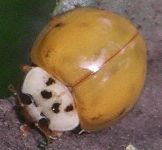 Harmonia axyridis