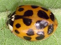 Harmonia axyridis