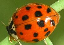 Harmonia axyridis