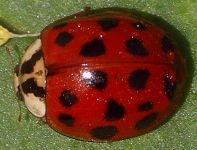 Harmonia axyridis