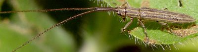 Hippopsis lemniscata