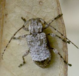 Leptostylus transversus