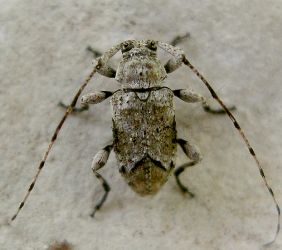 Liopinus mimeticus