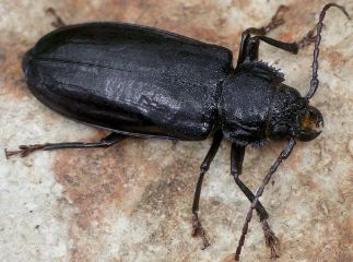 Mallodon dasytomus female