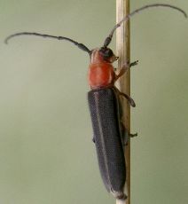 Mecas rotundicollis