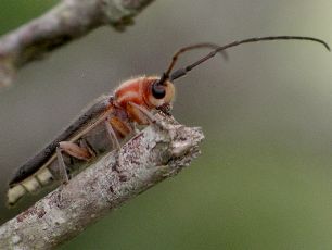 Mecas rotundicollis