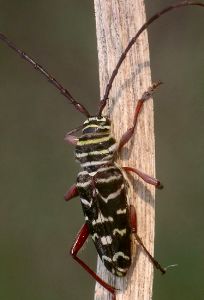 Megacyllene caryae